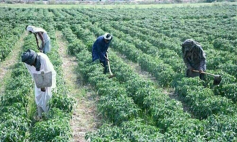 Budget boosts agri loans, but growth uncertainty remains