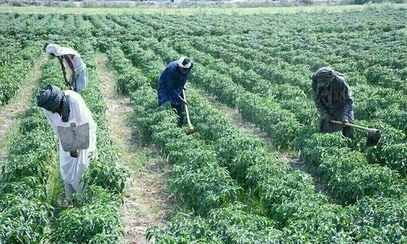 PKI urges govt to set up Agri Price Commission, Agri Export Authority