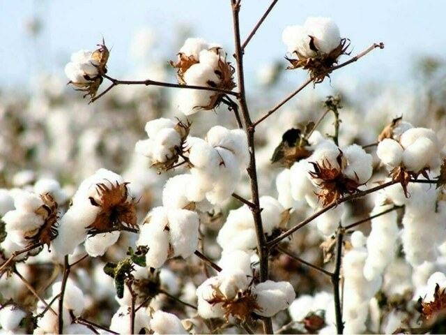 Weekly Cotton Review: Market shows signs of stability
