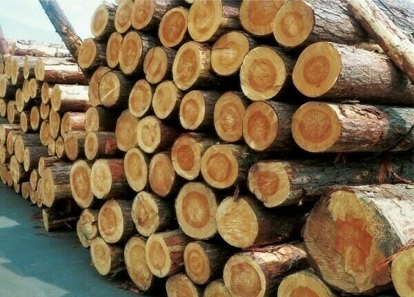 Seminar on wood identification, export procedures held