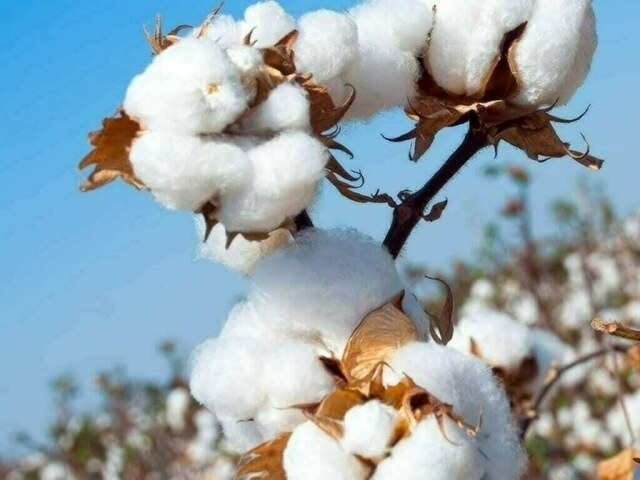 Ginning process hit by rains in cotton growing areas