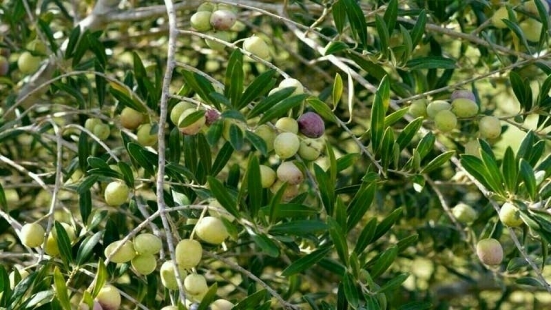 TDAP charts export roadmap for olive sector