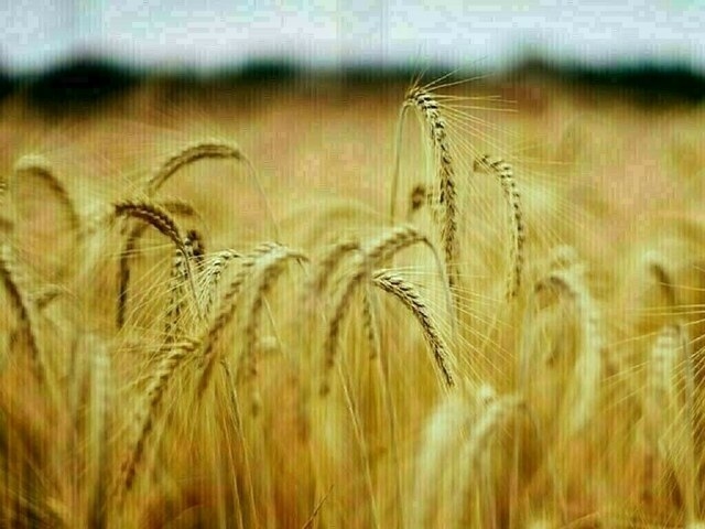 EU wheat eases in US holiday lull