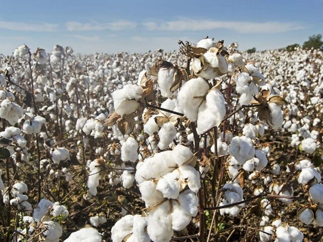 Improved business activity seen on cotton market