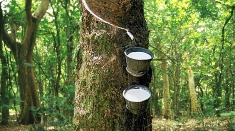 Japanese rubber futures extend rally on weather woes