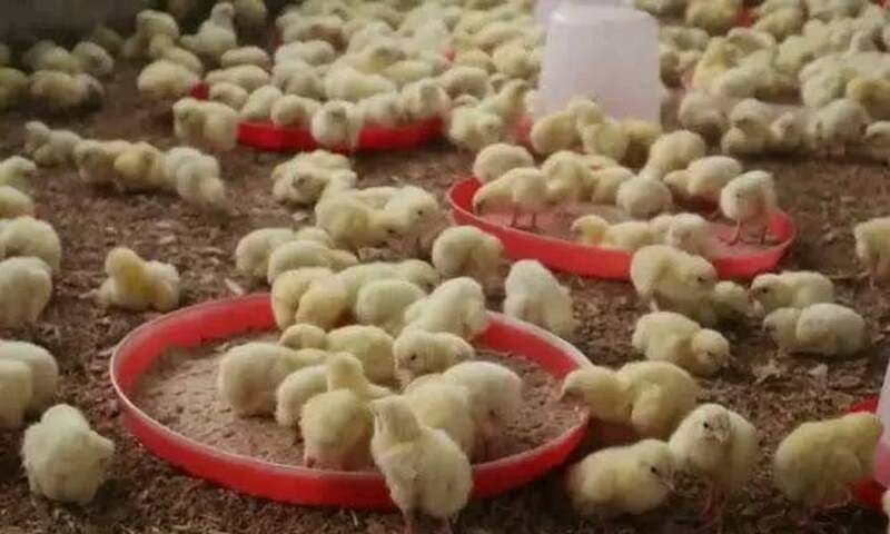 PPA condemns imposition of Rs10 FED on day-old chick