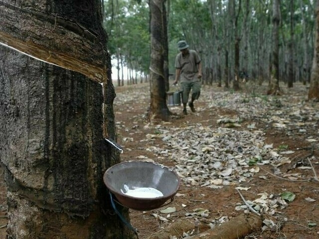Japanese rubber futures snap five-day winning streak