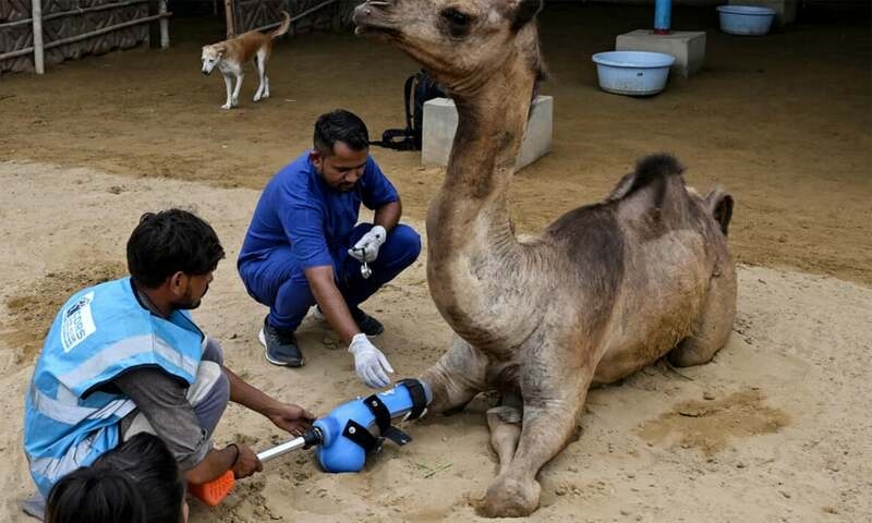 Camel relearns to walk with prosthetic leg