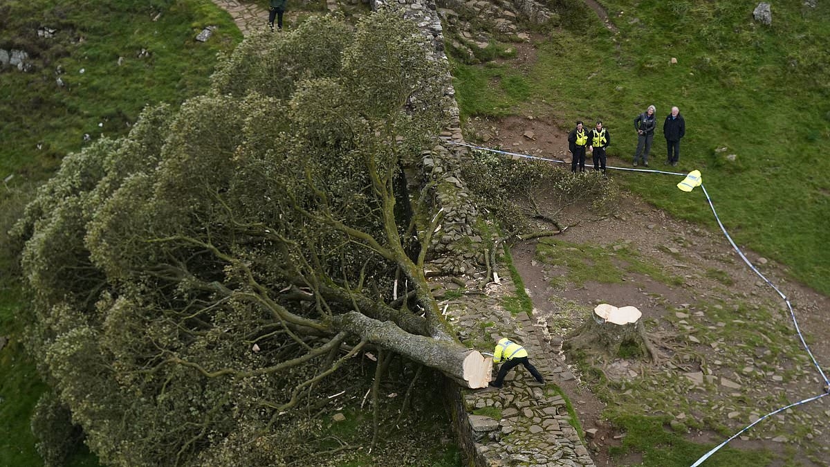 EXCLUSIVE The damning evidence that convicted 'moronic' Sycamore Gap tree duo: Arrogant pair thought they'd got away with tree felling that shocked the world.... but left vital clues
