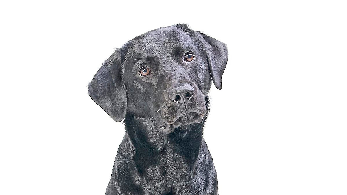 £3 puppuccinos and £10 beef meatballs? Why Gen Z spends £145 a month on their pampered pooches