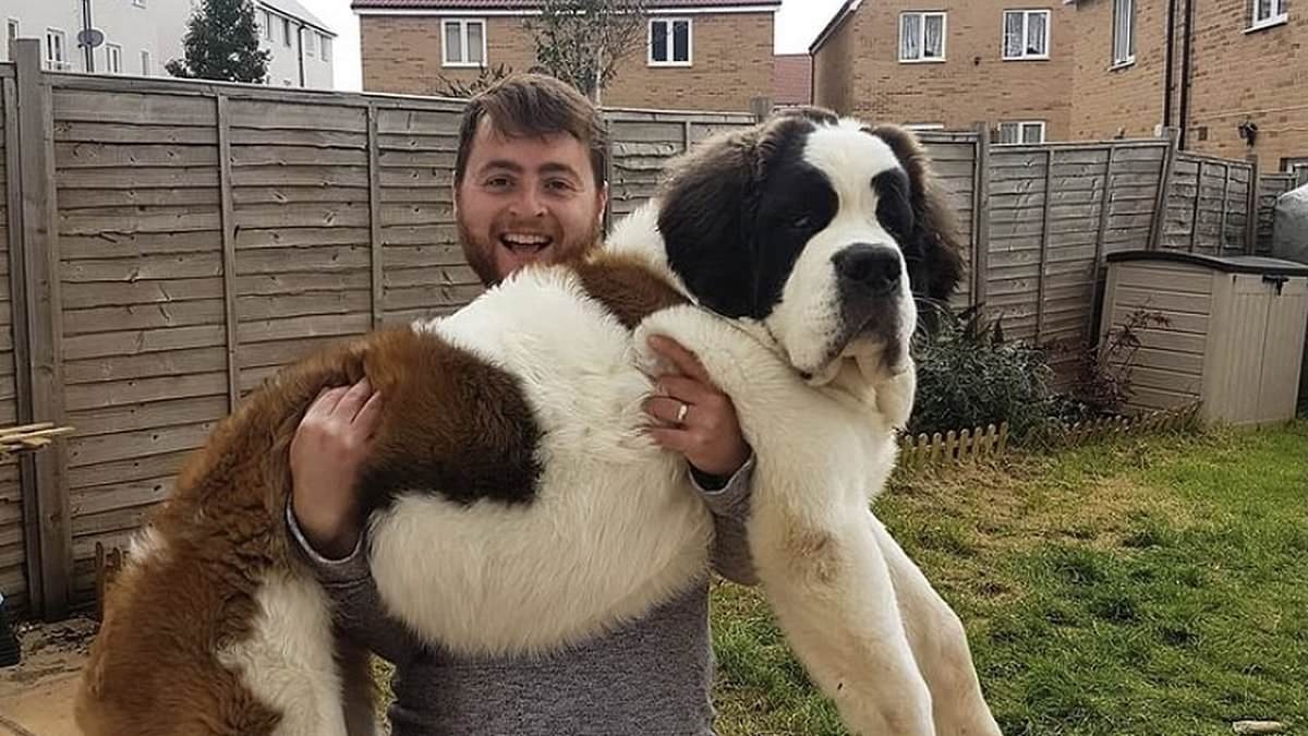 I can't afford my 12st St Bernard's vet bills because he's so big - his cancer treatment cost £8,000 and it would be much cheaper for a Chihuahua