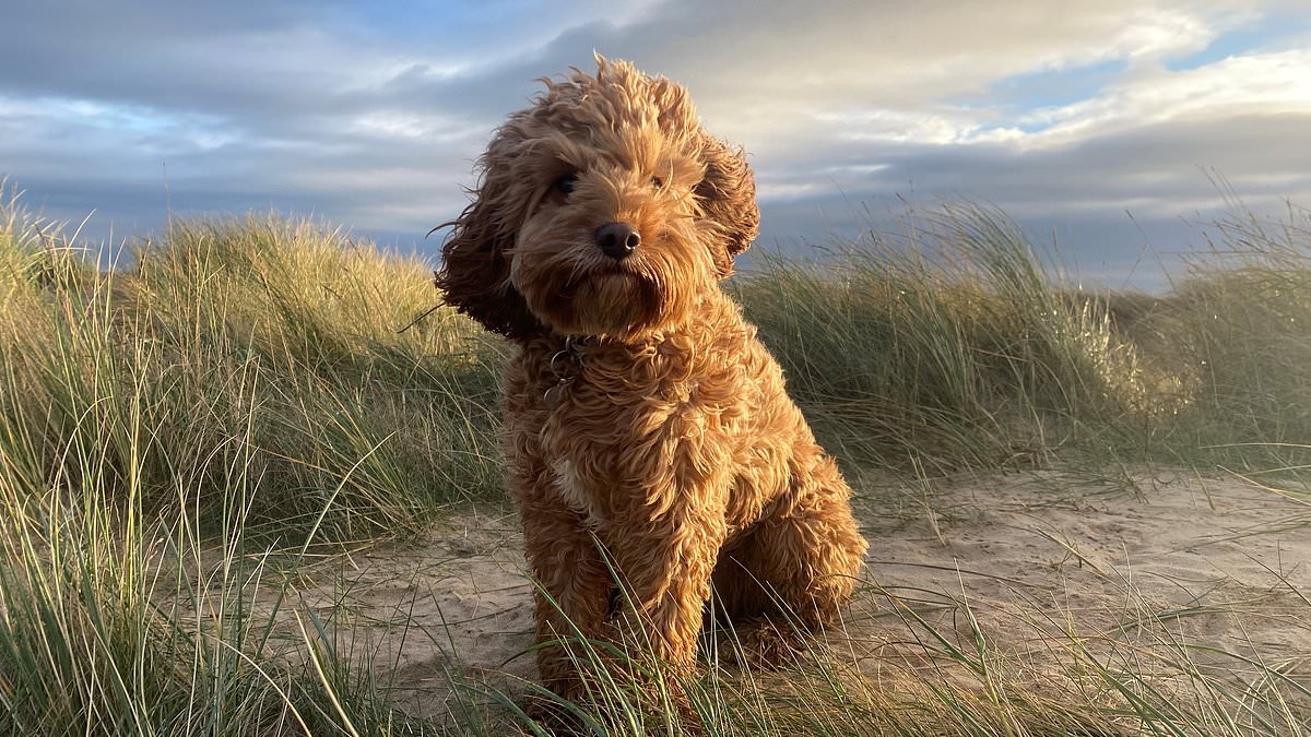 Trendy designer Cavapoos are most at risk of embarrassing health problem, vets warn