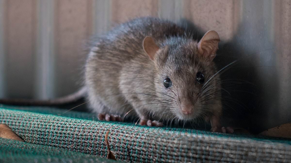 How a plague of 'mutating' super rats are taking over Sydney and becoming resistant to poison: 'Impossible to kill'