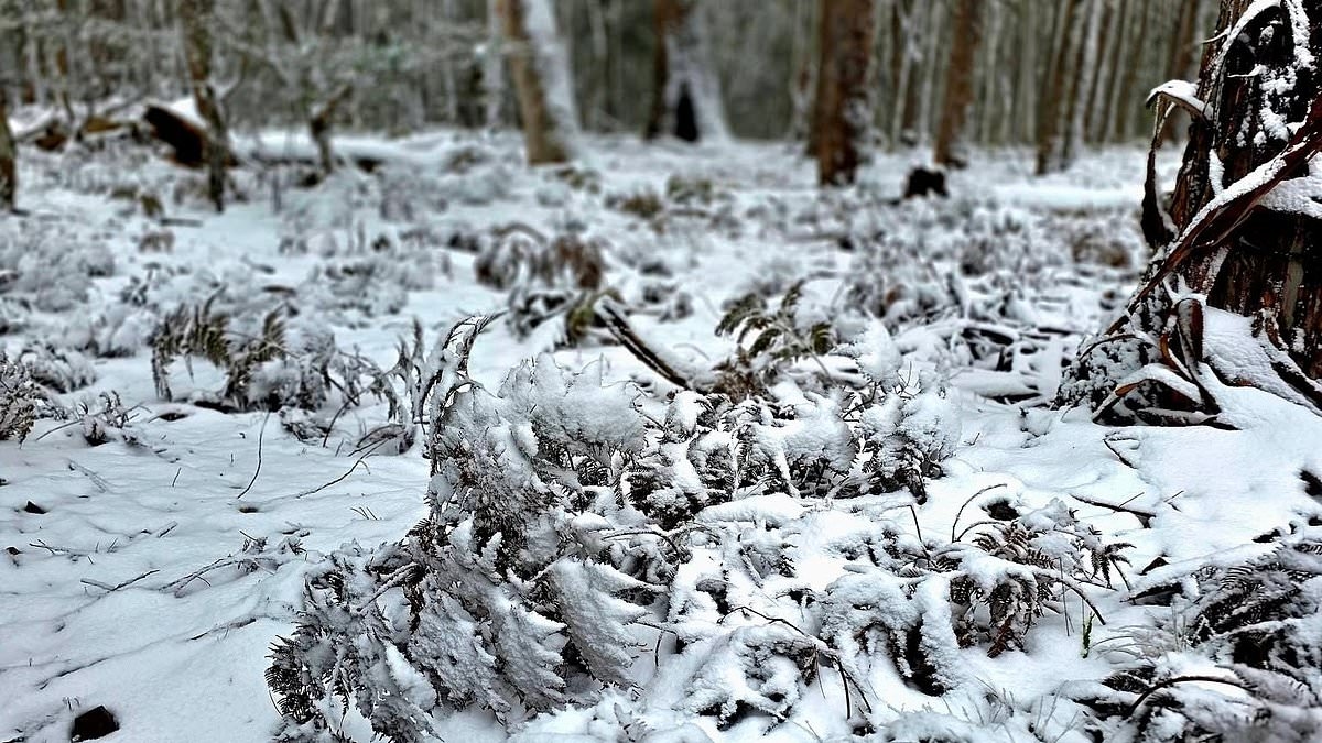 Coldest night in more than 40 years: Aussies shiver through temperatures as low as -4C