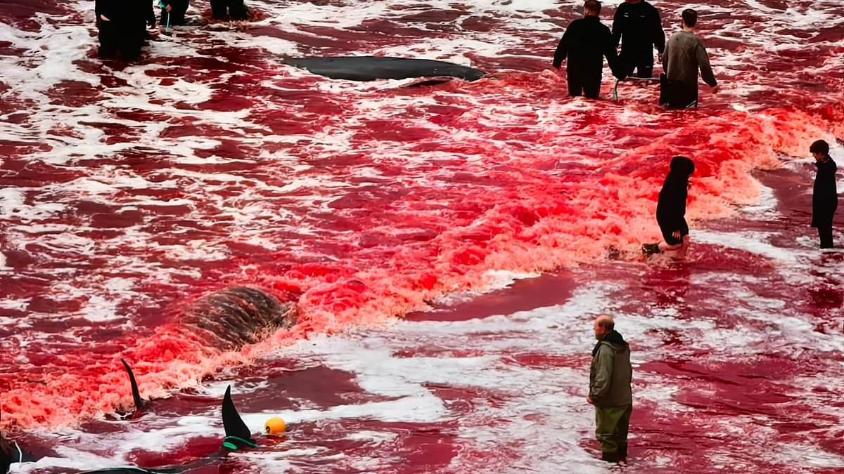 The sea of blood: Water turns red as Faroe Islands carry out annual dolphin slaughter while children watch