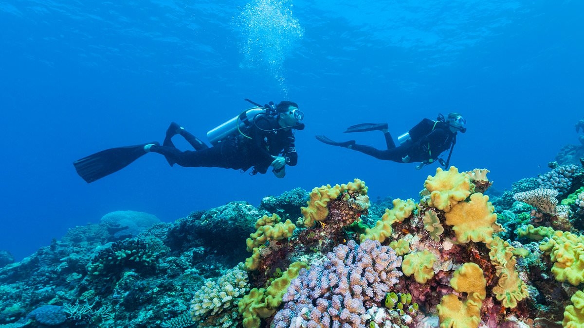 Traveler shares stark warning after she 'nearly DIES' from picking up sea shell on luxury beach