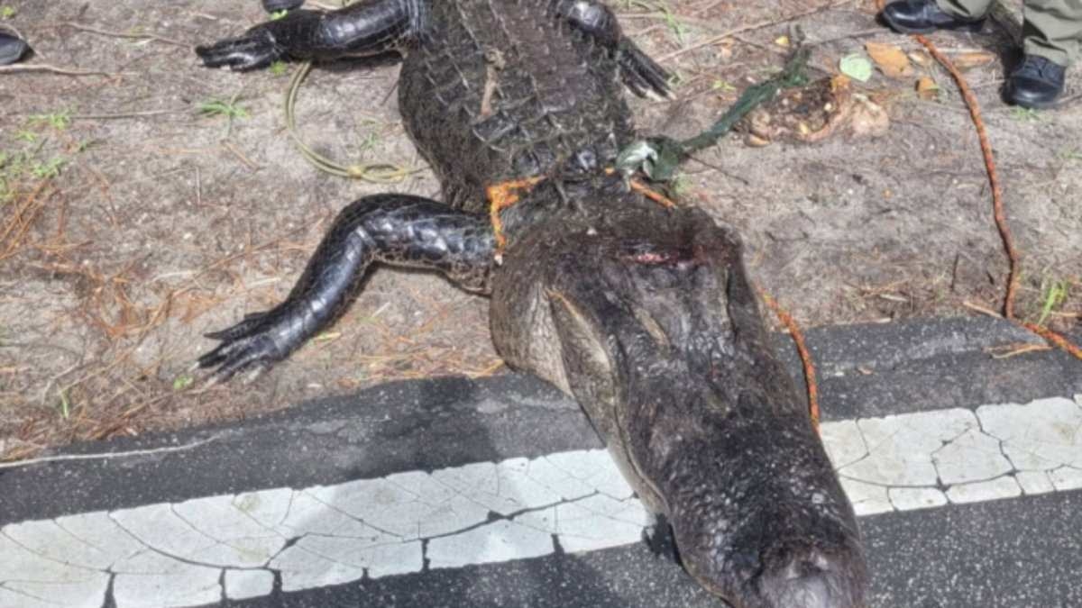 North Carolina girl, 12, attacked by an alligator while playing in shallow water