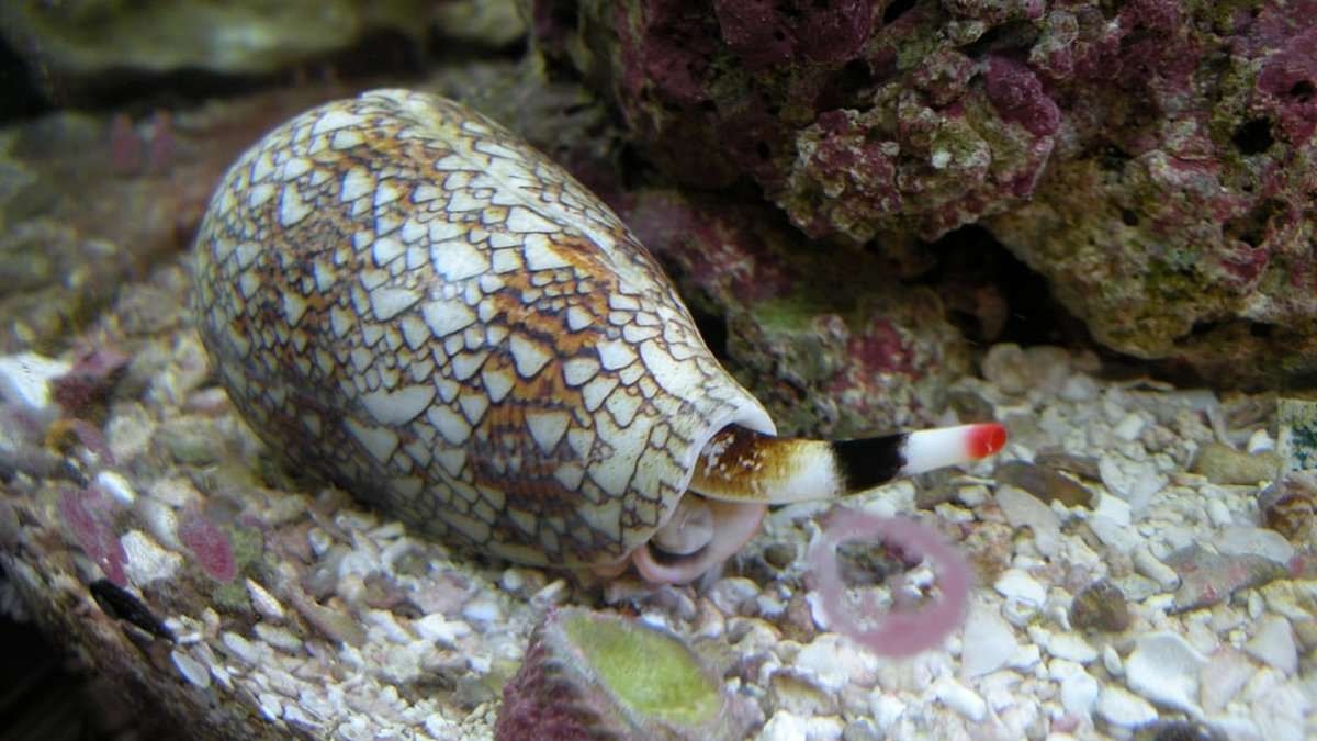 Experts warn summer vacationers of beach seashells so toxic they can 'kill in minutes'
