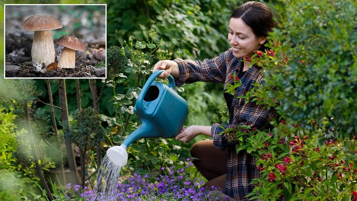 Gardening expert reveals the very unexpected secret ingredient that could keep your plants thriving during the heatwave