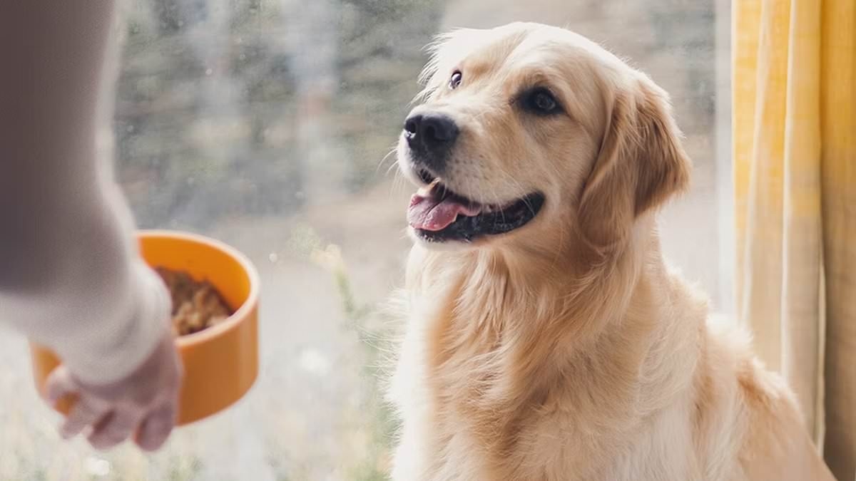 Dog owners share how customisable pet food transformed their pup's health: ‘A new lease of life' (and it's now 40% off)