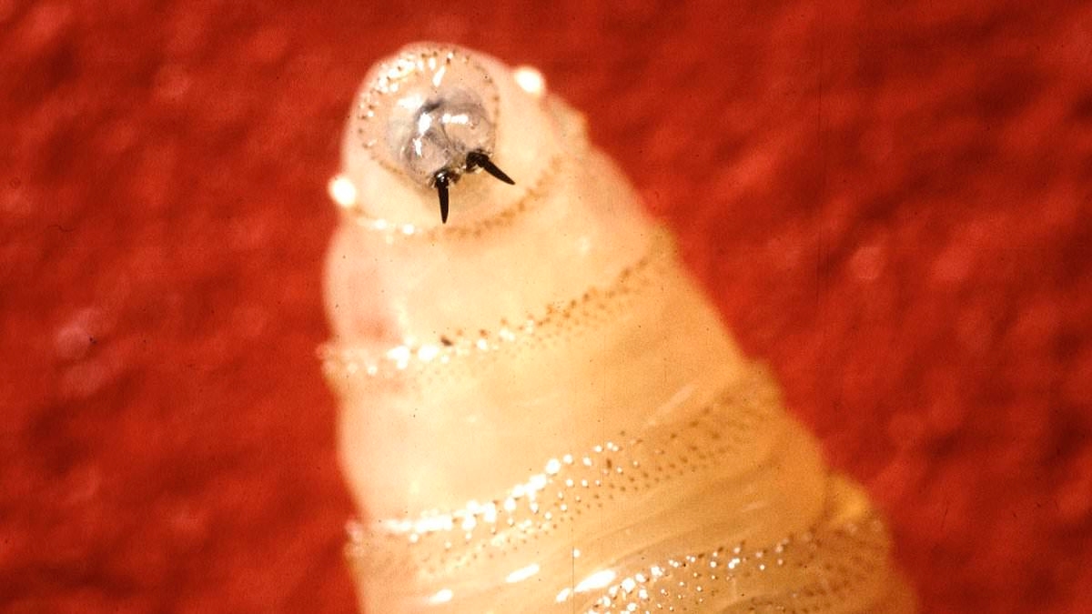 Crisis warning as flesh-eating insects are found invading US through Mexican migrant route