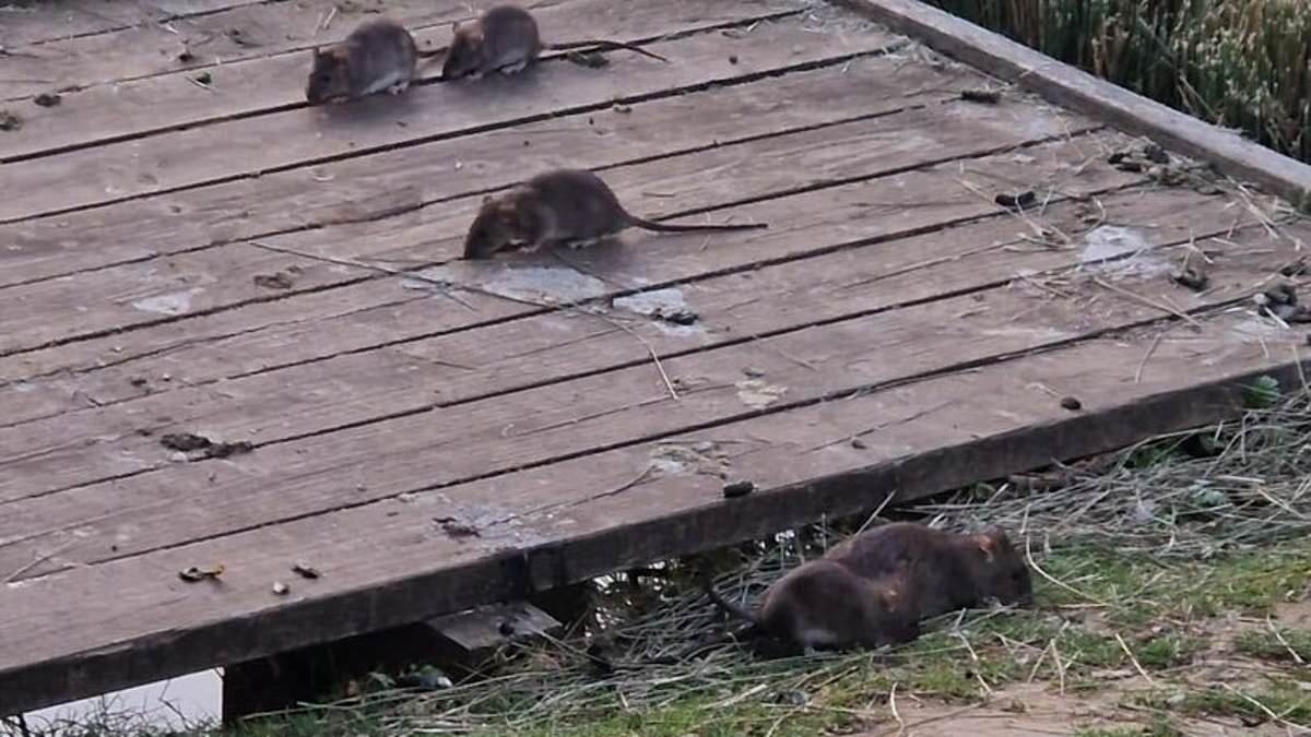 Rats were running everywhere on our 'zombie apocalypse' holiday - we couldn't take any more and went home