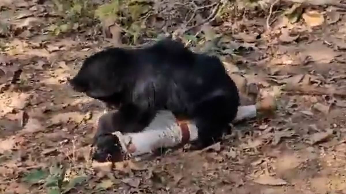 Horrific moment rabid bear pins down terrified ranger and starts gnawing on his head before mauling two other men to death
