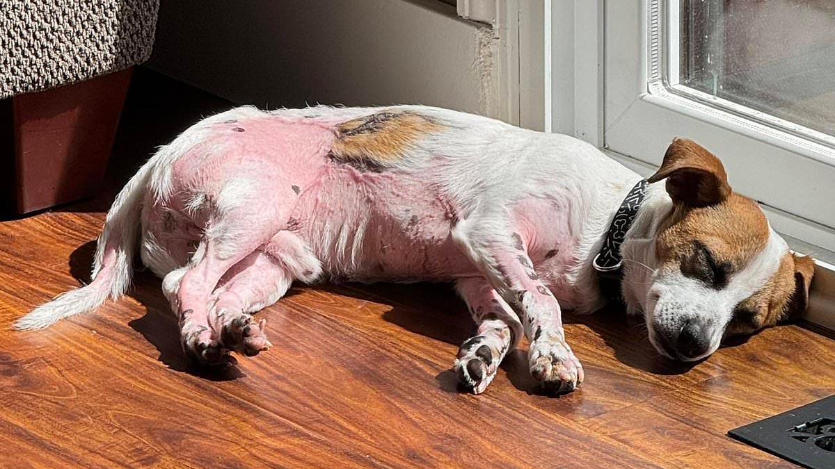 Fury as severely-burned puppy named Gideon is nearly left for dead... and no one will be charged
