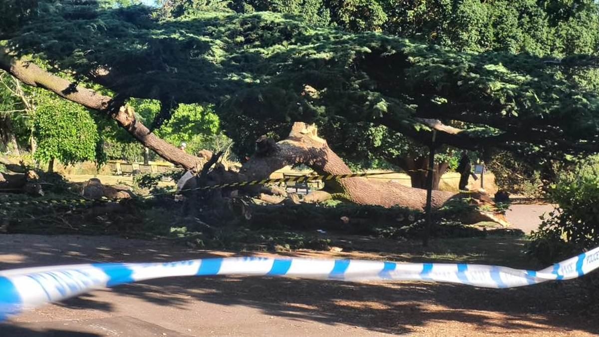 EXCLUSIVE 'I will never forget the screams': Brits enjoying sunny weather in Essex park reveal moment seven-year-old girl was killed and four other children were injured as tree branch came crashing down on top of them