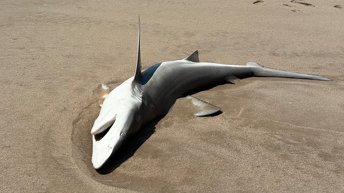 Three sharks wash up on Hamptons beach in front of shocked onlookers