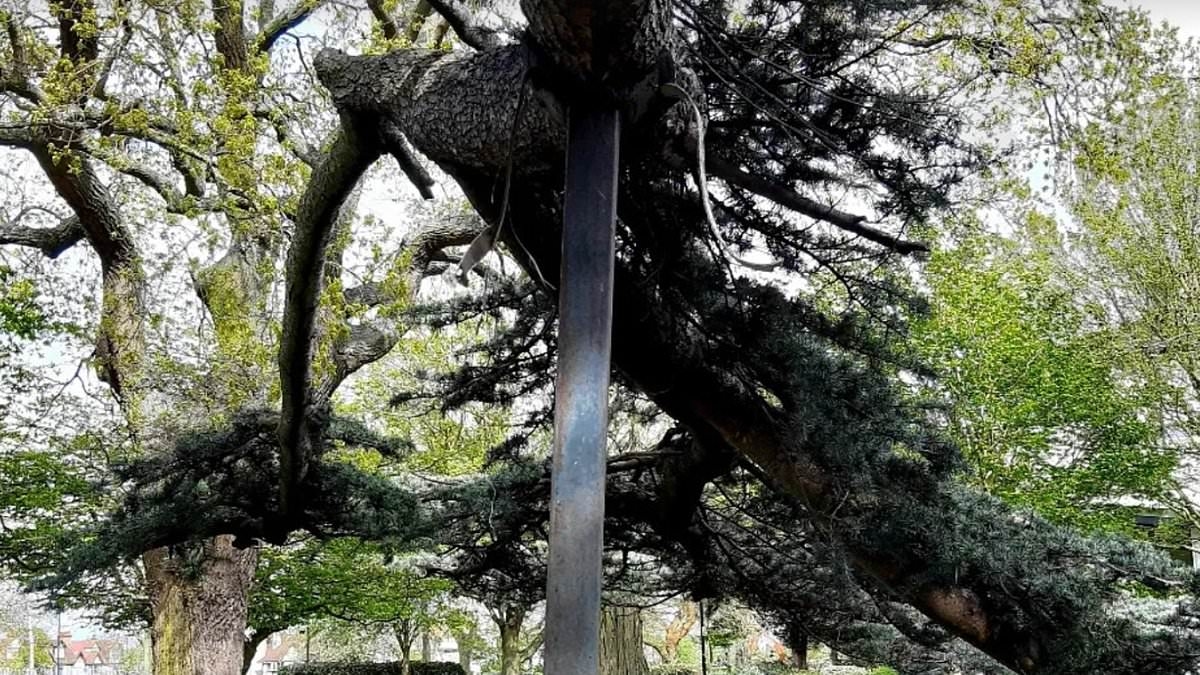 Tree that collapsed and killed girl, seven, and left another fighting for her life 'was held up by metal poles' before tragedy