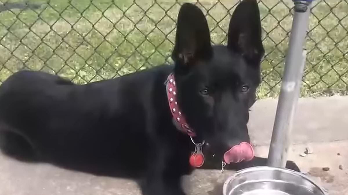 Beloved German Shepherd named Nova's haunting last moments before being eaten by vicious alligator