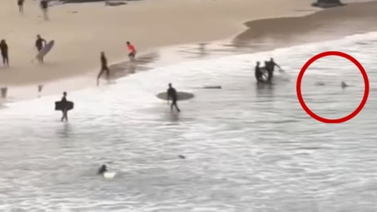 Terrifying vision shows shocking shark attack at Cabarita Beach in NSW