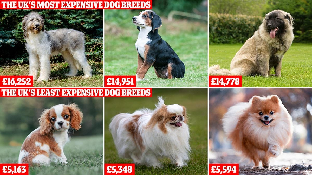 Revealed: The UK's most expensive dog breed that costs £16,000 to own