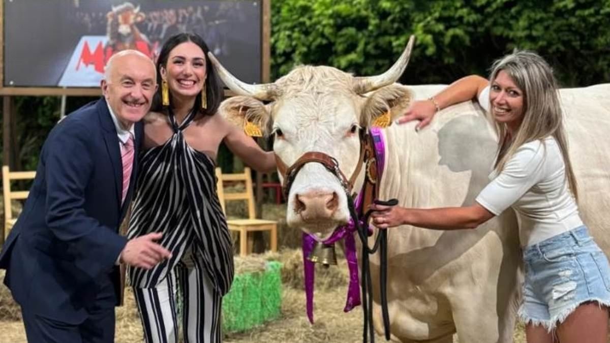 Udderly gorgeous! Cow wins Spanish beauty pageant after impressing judges with its 'comely horns and charming personality'