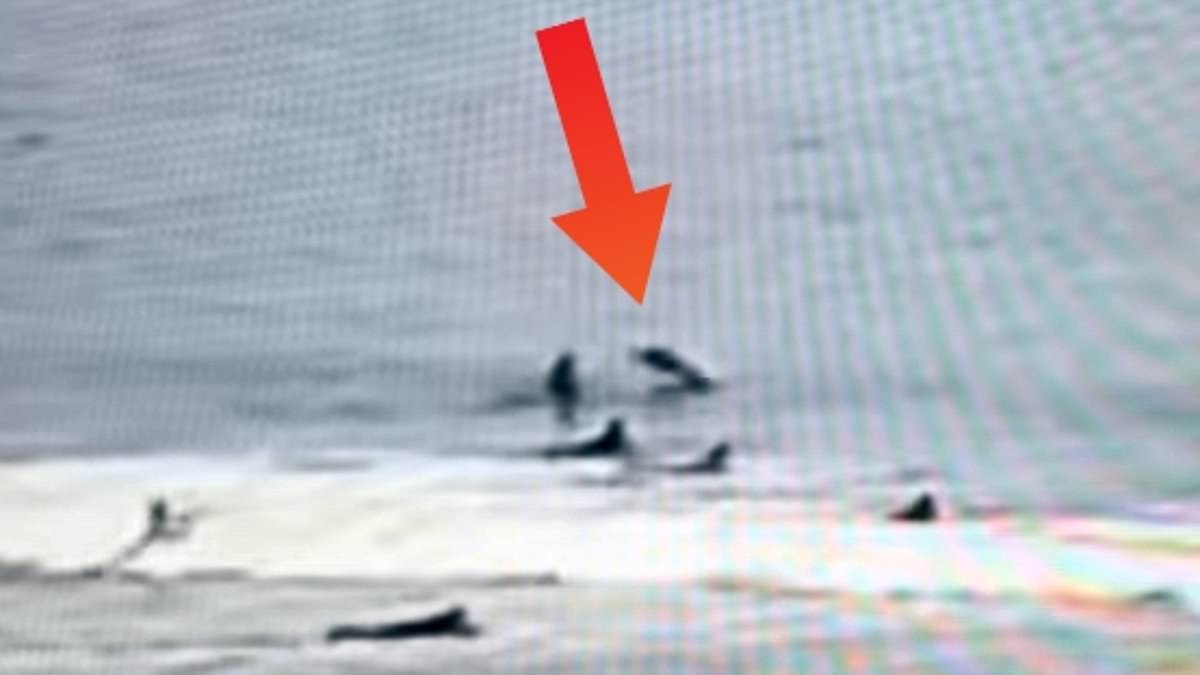Florida surfer filmed being headbutted by airborne SHARK while trying to catch a wave