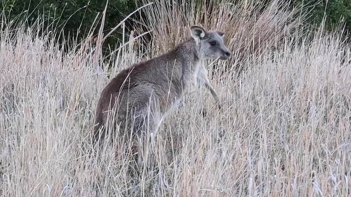 Heartbreaking explanation for a kangaroo filmed acting erratically on the side of a highway