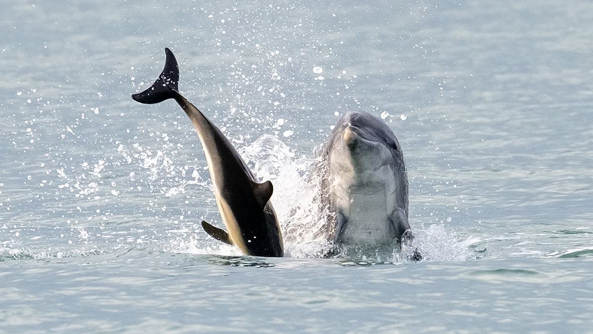 It's Jack the Flipper! Killer dolphin on the loose in British waters murders shark and baby dolphin