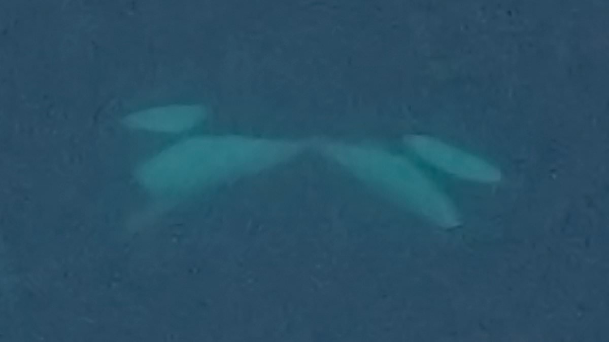 Orcas are spotted SNOGGING in the wild for the first time - and they even use tongues