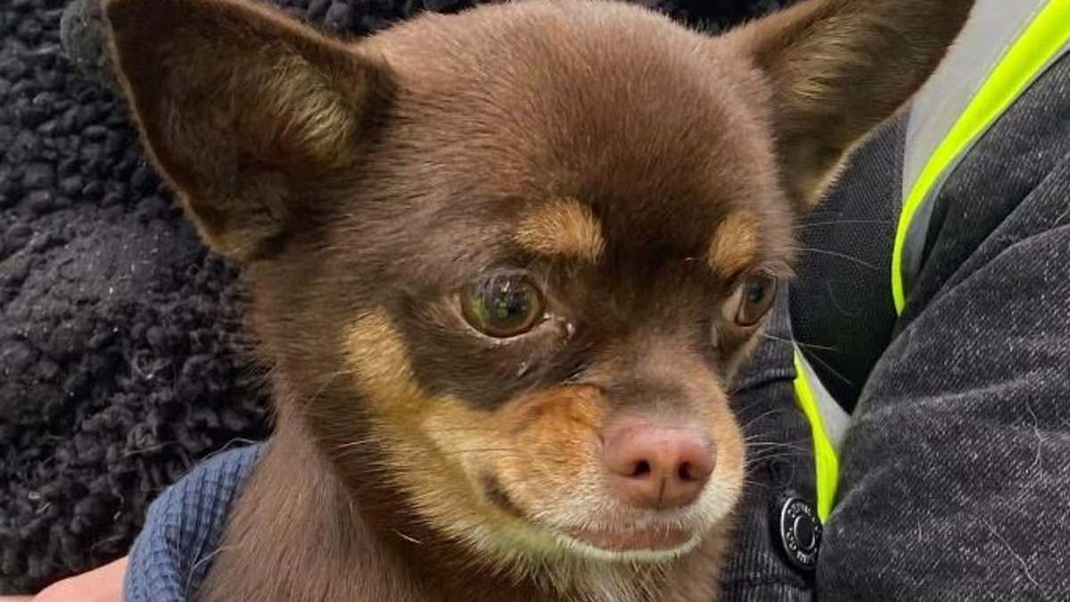 Here boy! Vilo the chihuahua emerges from burn-out flat two weeks after horrific fire killed man and left eight-year-old girl injured