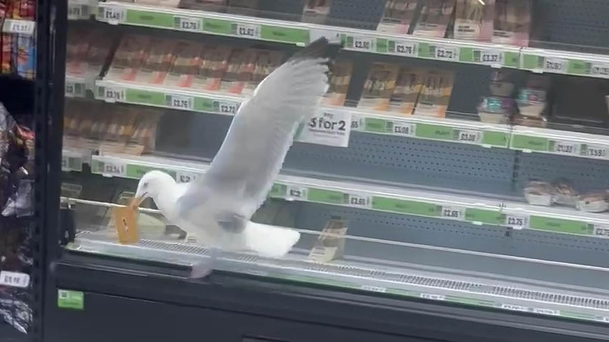 Amazing moment shoplifting seagull strikes as it grabs Asda sandwich before scurrying out of the shop