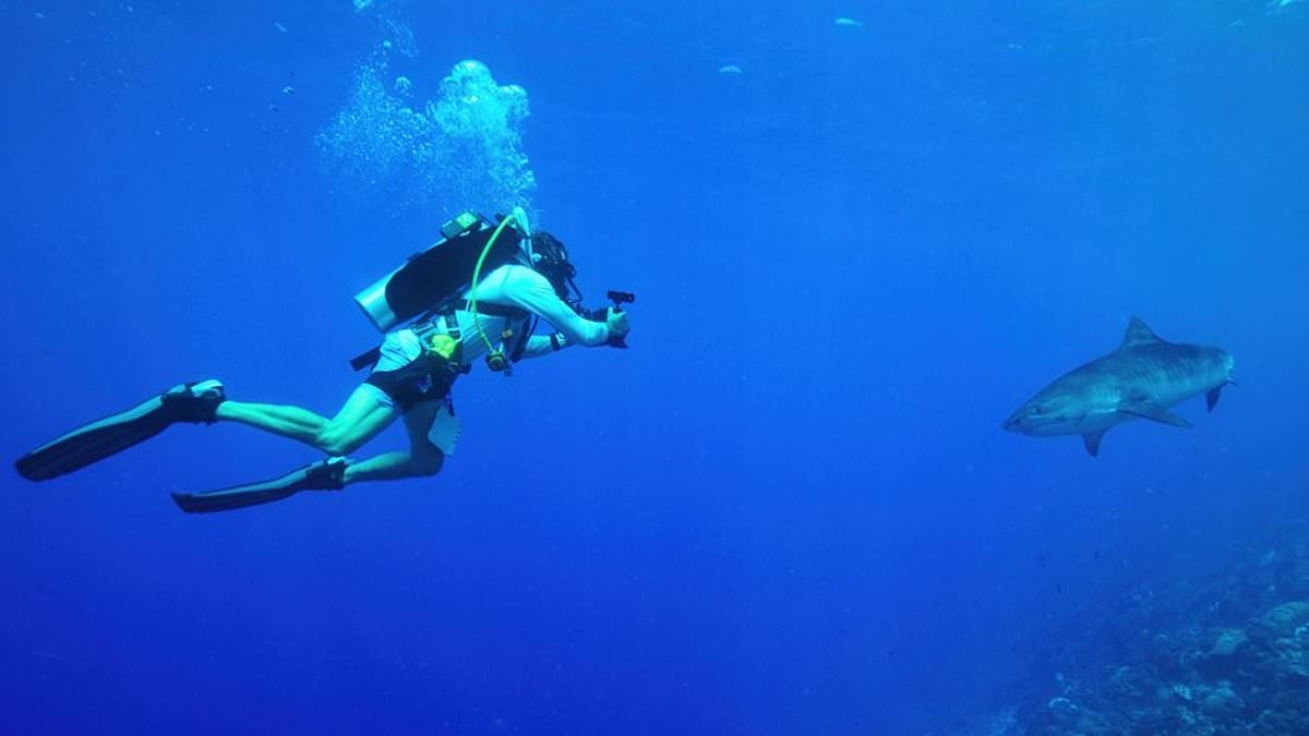All The Sharks: Trailer, certificate and where to watch