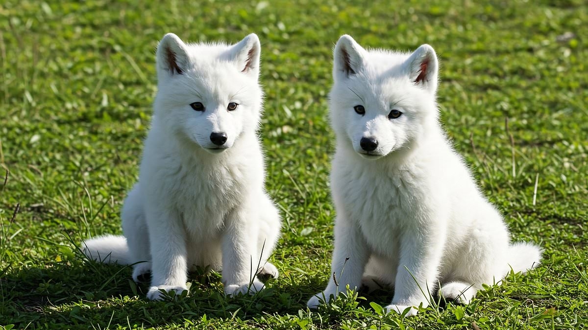 Dire wolves brought back from extinction have already doubled in size, new video reveals