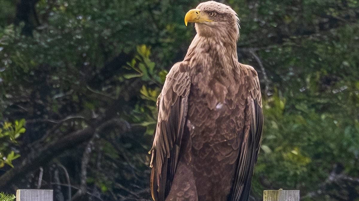 The eagle has landed! Hilarious moment white-tailed bird of prey ignores 'no landing' sign to have a quick perch