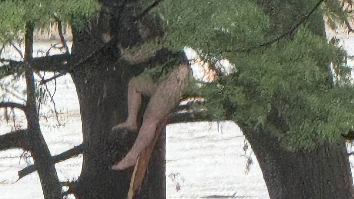 BREAKING NEWS Incredible story of little summer camp girl clinging on for dear life in a tree after being swept 12 MILES down flooded river... as death toll hits 24 and dozens still missing