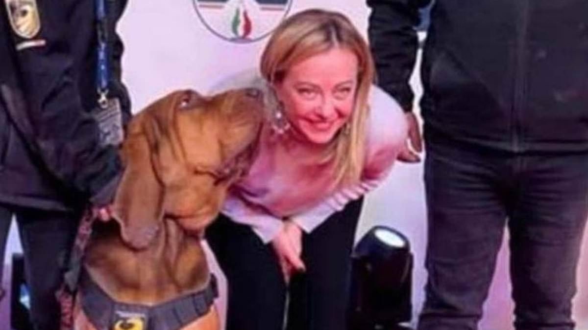Sniffer dog once-honoured for finding nine missing people dies after eating nail-filled sausages that had been thrown in his kennel in 'vile, cowardly act'
