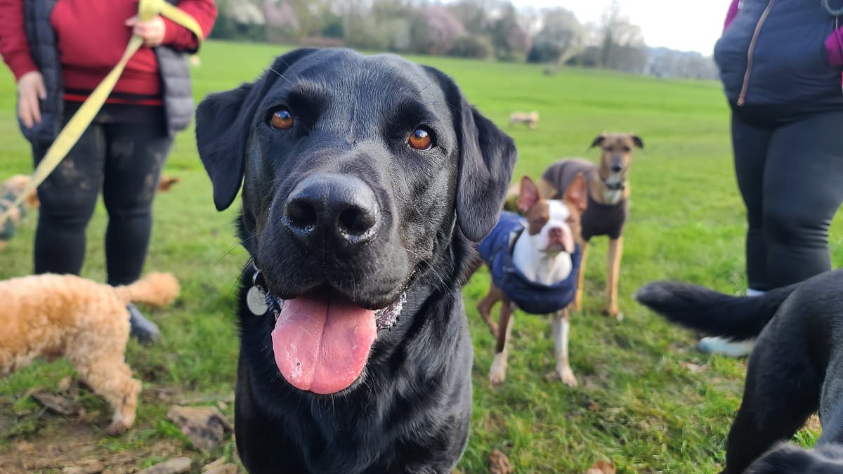 Tough new dog law that could get Aussies into trouble for not spending enough time with their pets