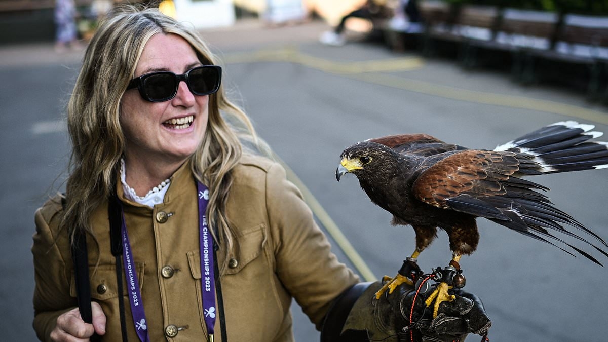 Wimbledon hit by succession crisis as their iconic hawk, Rufus, fails to breed amid questions over whether he is gay