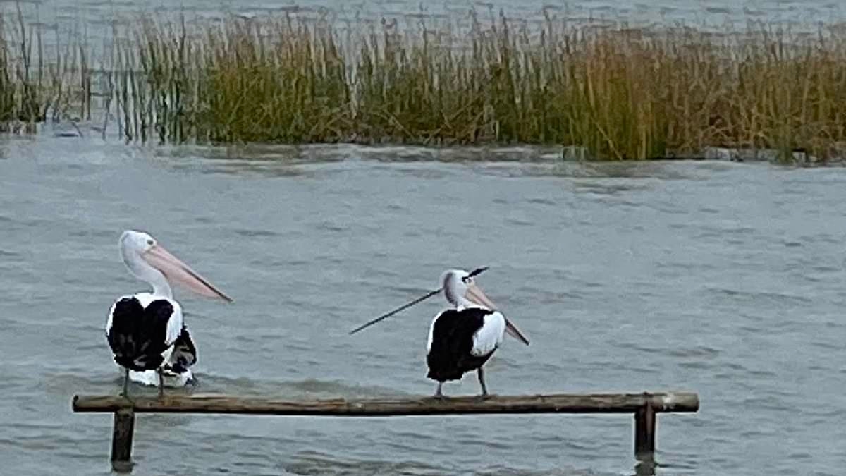 Gruesome picture exposes horrific act against helpless pelican - as authorities launch desperate search