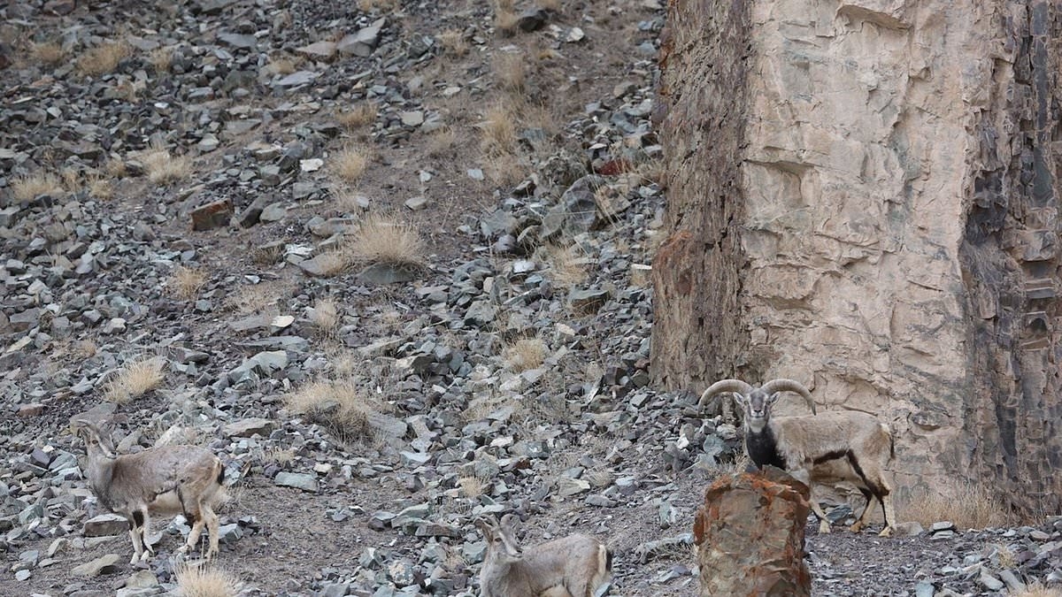 Can YOU spot the snow leopard which is inching its way towards unsuspecting prey in this image?